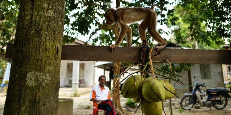 Monyet belajar memilih kelapa, sementara pelatihnya, Wan Ibrahim Wan Mat, mengawasinya. Foto ini diambil pada 8 Februari 2018 di luar rumah Wan Ibrahim, di desa Melor, di negara bagian Kelantan, Malaysia. (AFP/Manan Vatsyayana)