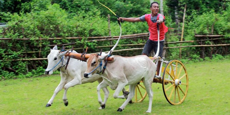 Balap Roda Sapi salah satu atraksi menarik yang digelar setiap tahun oleh masyarakat Jawa Tondano di Gorontalo.
