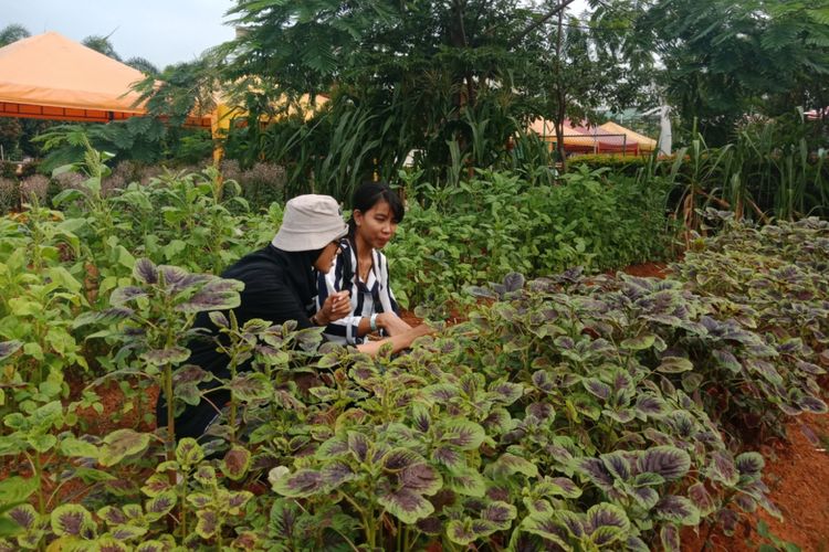 Wisatawan memanen sayuran, di Arumdalu Farm di Scientia Park, Serpong salah satu wisata agro di dekat Jakarta, Selasa (18/9/2018).