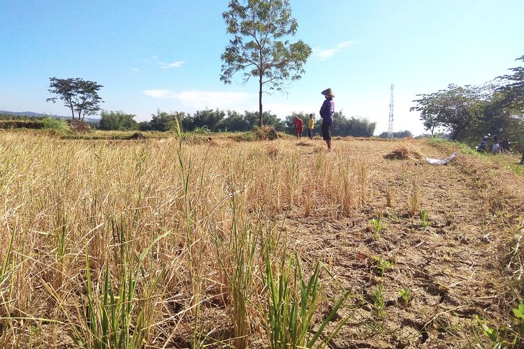  Luasan tanaman padi gagal panen akibat kekeringan di Kabupaten Magetan Jawa Timur semakin meluas. Sebanyak 167 hektar tanaman [etanidi Magetan dipastikan gagal panen karena kekeringan musim kemarau.
