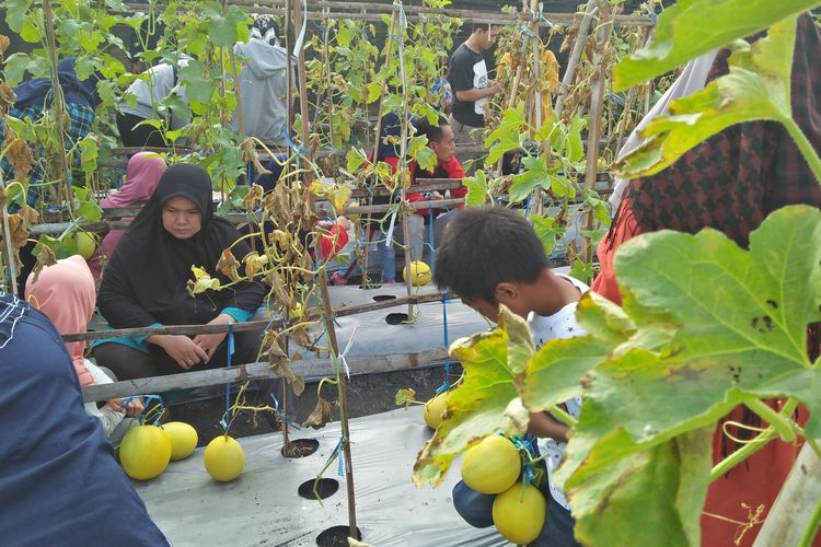 Di kebun percobaan PT Petrokimia Gresik, warga bisa petik buah dan sayuran secara langsung.