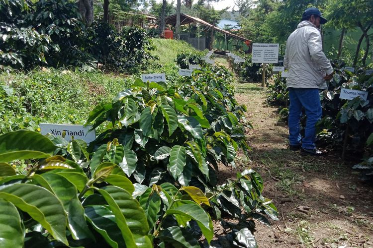 Salah satu area di Starbucks Farmer Support Center (FSC) Brastagi, Sumatra Utara yang ditanami pohon-pohon kopi oleh partner Starbucks Asia-Pasifik.