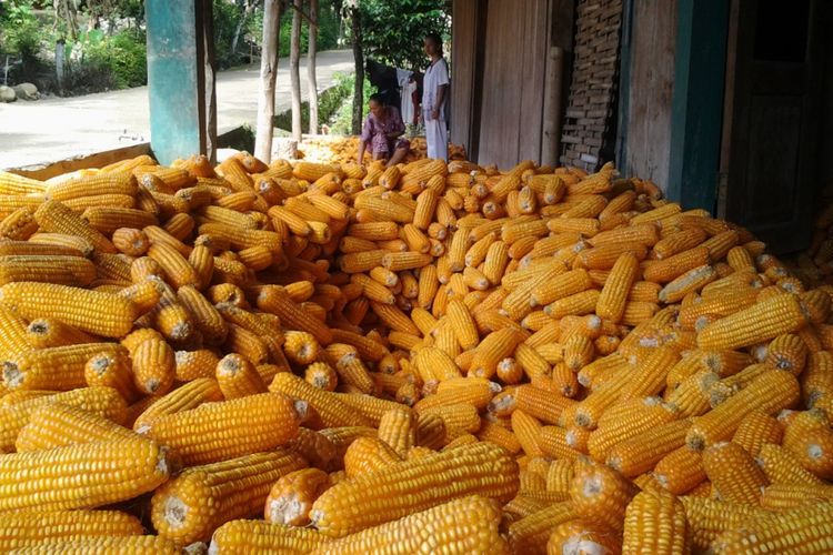 Salah satu petani Jagung Sojomerto Kendal, saat memilah - milah jagung.  KOMPAS.Com /Slamet Priyatin 