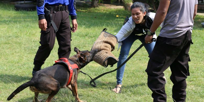 Anggota Unit Satwa K9 Polda Metro Jaya melatih anjing untuk menangkap pelaku kejahatan bagian umum, di Mako Satwa Direktorat Sabhara Polda Metro Jaya, Palmerah, Jakarta Barat, Jumat (29/06/2018). Kegiatan latihan ini bertujuan untuk meningkatkan kemampuan satwa anjing atau satwa K9 dalam melakukan pengamanan serta melacak keberadaan bahan peledak (handak), narkotika, dan pemecah massa.