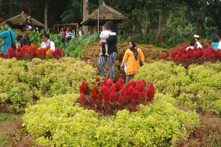 Taman Bunga Celosia di kawasan wisata Gedung Songo, Kecamatan Bandungan, Kabupaten Semarang, Jawa Tengah.