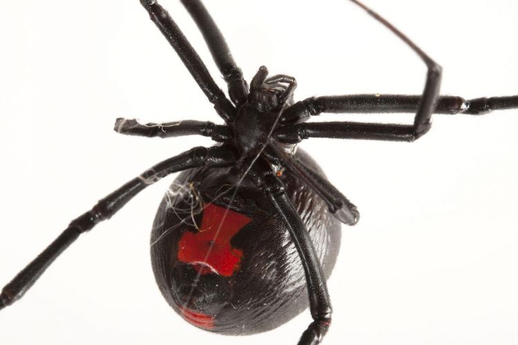 Jaring laba-laba Black Widow ternyata bisa sekuat baja