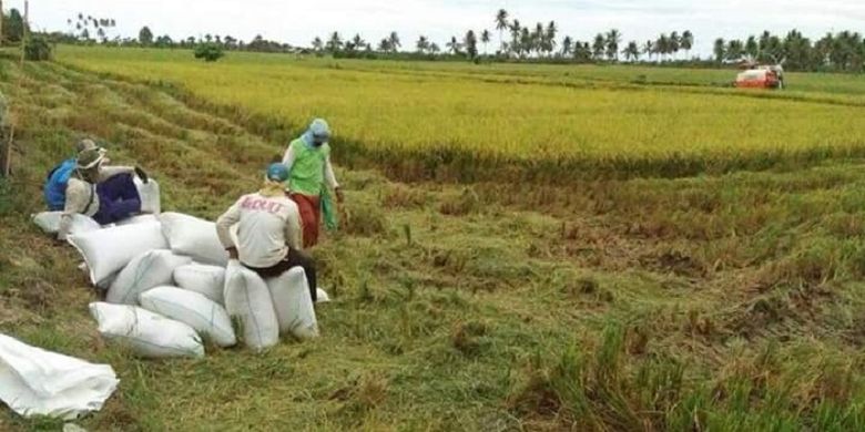 Petani sedang beristirahat usai memanen padi 