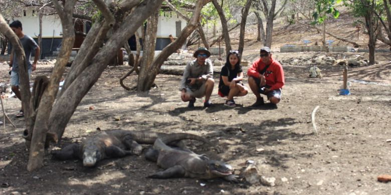 Pemenang Pegipegi Yuk! Jelajah Indonesiamu saat mengunjungi sarang komodo, di Taman Nasional Komodo, Manggarai Barat, Nusa Tenggara Timur, Jumat (30/11/2018).