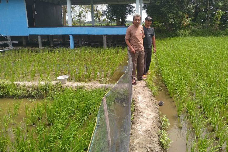 Sukardi (kiri) bersama rekannya sesama petani di antara pertanaman sawah di Kelurahan Karanganyar, Kecamatan Beringin, Deli Serdang, Sumatera Utara.