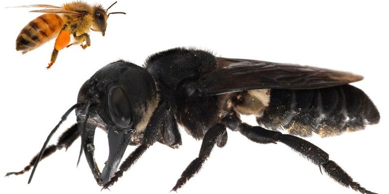 Lebah raksasa Wallace yang terbesar di dunia ditemukan di Maluku setalah hampir 40 tahun menghilang.