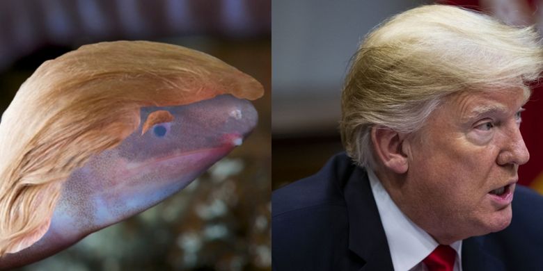 Sebuah perusahaan bangunan berkelanjutan yang berbasis di London menambahkan wig pirang ke gambar spesies amfibi baru yang dinamai, Dermophis donaldtrumpi, seperti nama Donald Trump. 