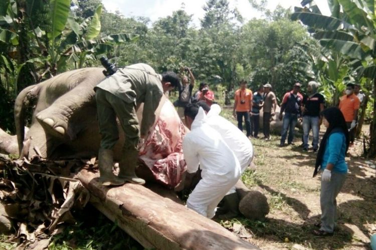 Tim Badan Konservasi dan Sumber Daya Alam (BKSDA) Provinsi Aceh, mengotopsi dua ekor gajah yang tewas di Desa Seumanah Jaya, Kecamatan Ranto Peureulak, Kabupaten Aceh Timur, Senin (16/10/2017) sore.