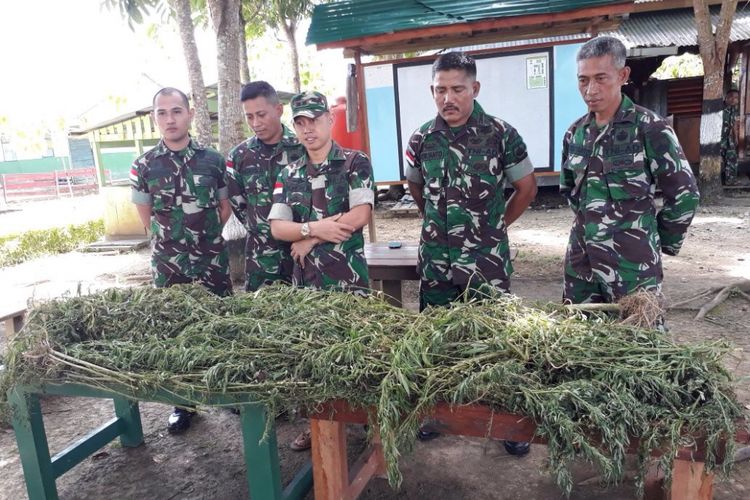 Satgas Pamtas Yonif 410/Alugoro menggelar barang bukti pohon ganja yang di temukan didalam hutan, Kabupaten Keerom, Papua yang berbatasan dengan negara PNG
