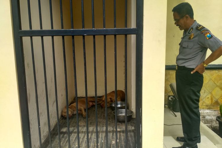 Dua anjing jenis pitbull diamankan di Mapolres Kediri, Jawa Timur, Senin (22/1/2018). Anjing ini diamankan usai menyerang seorang warga Desa Purworejo, Kecamatan Kandat hingga tewas, Minggu (21/1/2018).