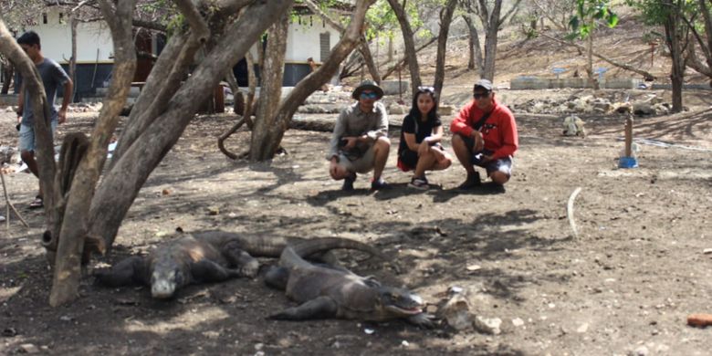 Pemenang Pegipegi Yuk! Jelajah Indonesiamu saat mengunjungi sarang komodo, di Taman Nasional Komodo, Manggarai Barat, Nusa Tenggara Timur, Jumat (30/11/2018).