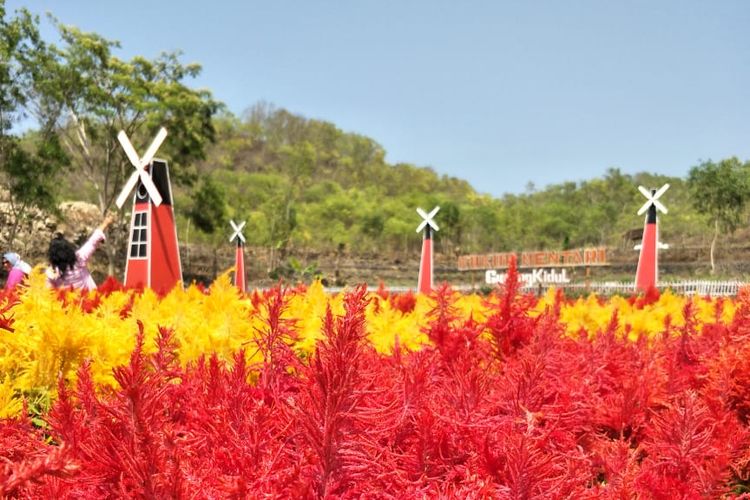 Warna warni Bunga  Celosia di Gersangnya Pegunungan  Karst 