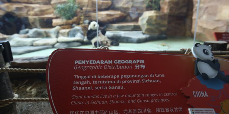 Seekor panda (Ailuropada melanoleuca) asal China diperlihatkan seusai proses karantina di Istana Panda Indonesia, Taman Safari Indonesia Bogor, Jawa Barat, Rabu (1/11/2017). Sepasang panda, Cai Tao (jantan) dan Hu Chun (betina) yang berasal dari pengembangbiakan di China Wildlife Conservation Association (CWCA) akan diperkenalkan untuk publik pada November 2017 ini