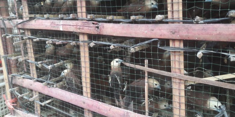 Burung dagangan Sam di depan Vihara Dharma Bakti, Glodok, Jakarta Barat, Jumat (16/2/2018)