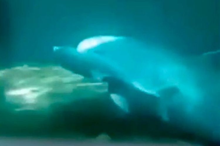 Potongan gambar video memperlihatkan seekor bayi lumba-lumba yang mati setelah diduga terlalu banyak bekerja saat melakukan atraksi di taman air Bulgaria.