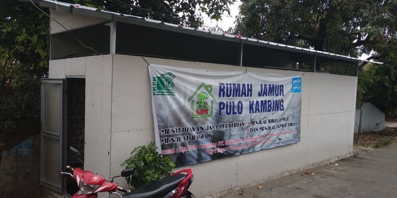 Petugas dari Kerabat Petani Pulo Kambing memeriksa rumah jamur tempat budidaya jamur, Kamis (22/3/2018)