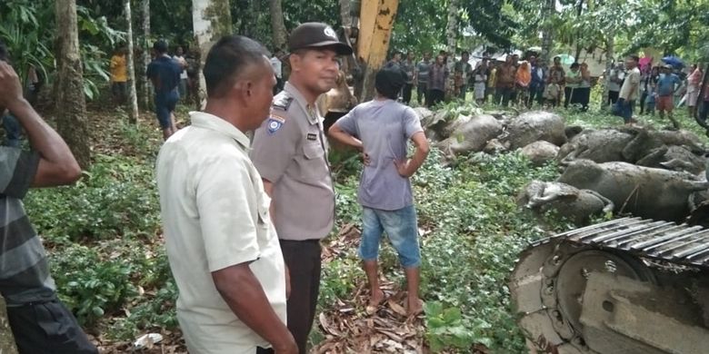 Sebanyak 19 ekor kerbau yang mati akibat disambar petir diangkat menggunakan alat berat dan dikubur dalam satu lubang di Desa Sawo Lamo yang tidak jauh dari lokasi kejadian di Desa Uratan, Andam Dewi, Tapanuli Tengah, Selasa (20/8//2019) sore.