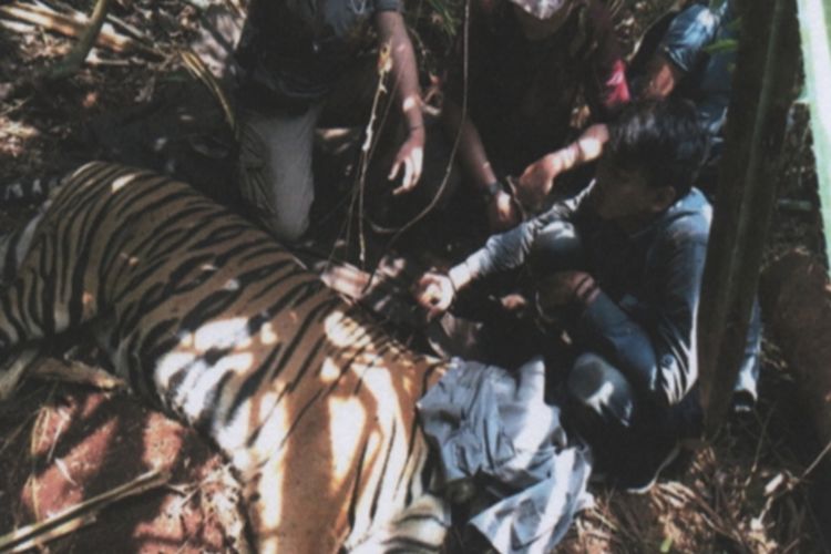 Harimau sumatera yang ditemukan terjerat di Desa Sangar, Kecamatan Teluk Meranti, Kabupaten Pelalawan, Riau, Minggu (24/3/2019). Dok. BBKSDA Riau