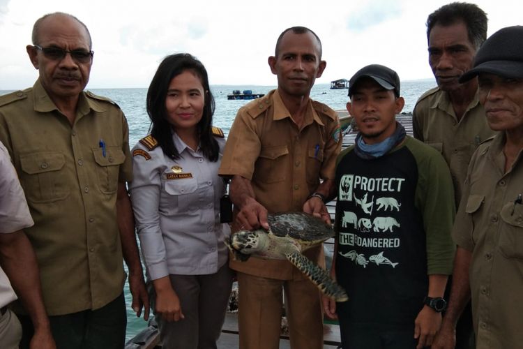 Petugas BKSDA Tual bersama petugas Karantina, Dinas Perikanan dan Anggota WWF Tual melepas empat ekor penyu sisik di perairan Pulau Pulau Ohoiwa, Langgur, Maluku Tenggara, Senin (21/1/2019).