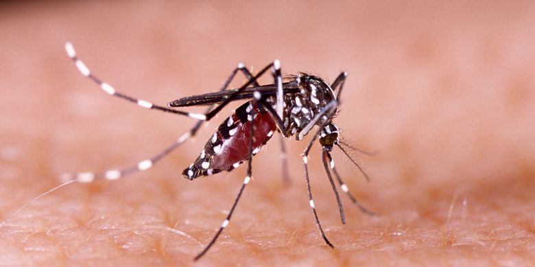 Selain Semut Charlie Alias Tomcat Inilah 7 Serangga Paling Berbahaya