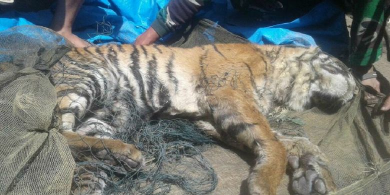 Harimau sumatera yang ditemukan mati di Desa Sihaporas, Kecamatan Sosopan, Kabupaten Padang Lawas, Sumatera Utara pada 2017 lalu. 