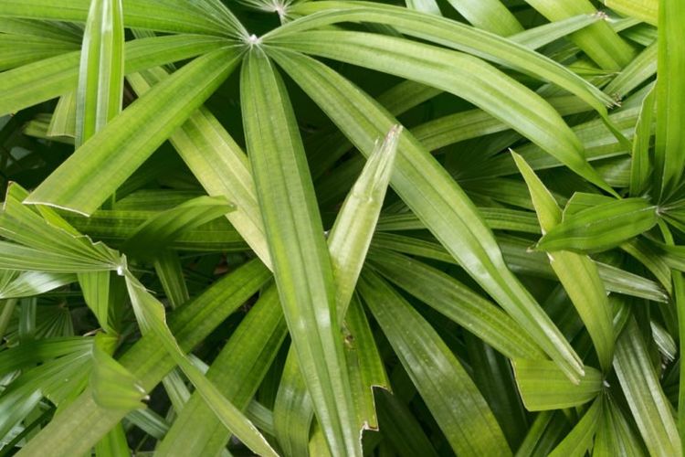 Boradleaf Lady Palm