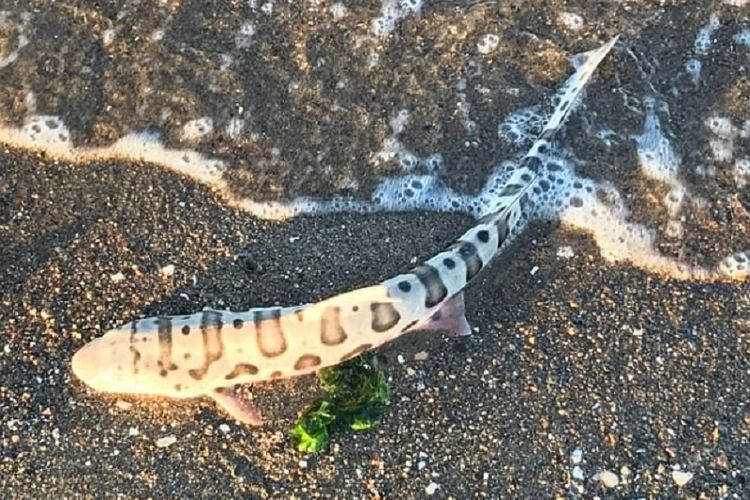 Ribuan hiu zebra mati di San Fransisco. Rupanya makhluk kecil yang memakan otaknya. 