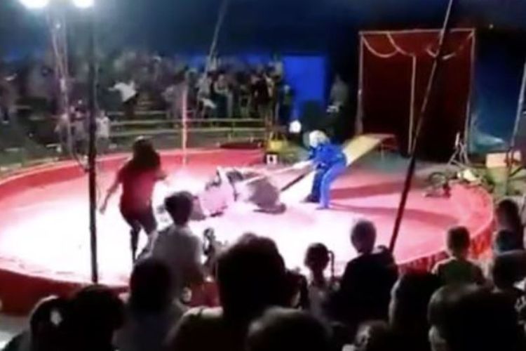 Seekor beruang sirkus menyerang pawangnya dalam sebuah pertunjukan di Rusia.