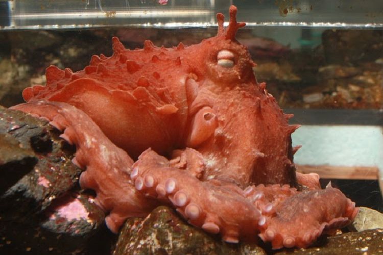 Gurita Pasifik raksasa berjumbai ternyata berbeda dengan gurita Pasifik raksasa