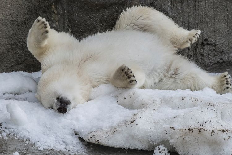 Seekor beruang kutub menikmati salju buatan yang ada di Kebun Binatang Moskwa, Rusia, pada 3 Agustus 2017.