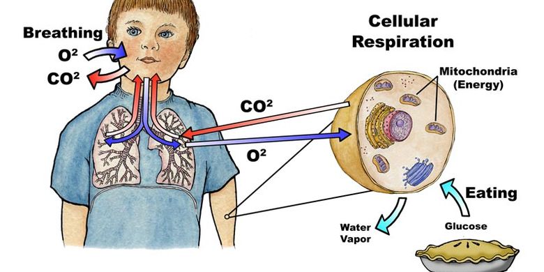 Ilustrasi respirasi