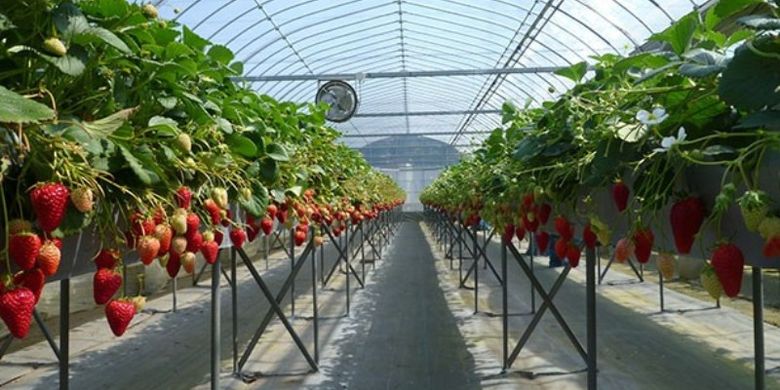 Strawberry House di Kota Ebina