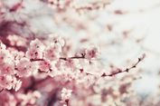 Jadwal Terbaru Waktu Mekar Sakura di Jepang 2018