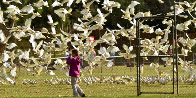 Suara ribuan burung korela yang berisik telah meneror warga Adelaide di Australia. (Audience submitted/ Rod Squire)