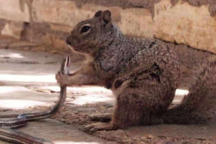 Tupai menangkap seekor ular dengan kedua kaki depannya.