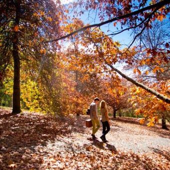 Musim gugur di Mount Lofty Botanical Gardens, Adelaide Hills, Australia