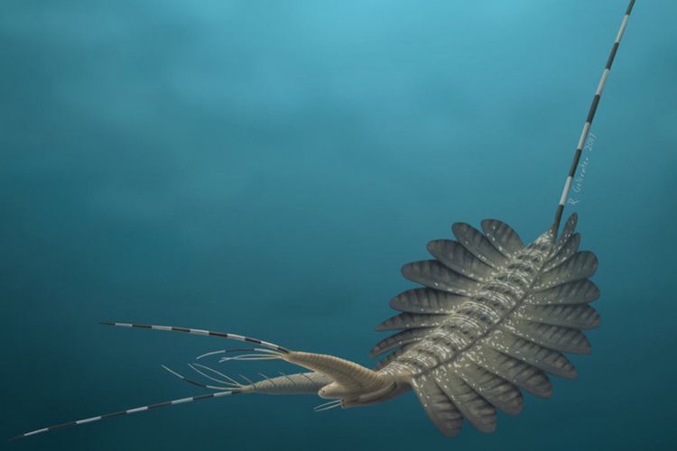 Ilustrasi wujud monster laut Kerygmachela kierkegaardi, makhluk berusia 520 juta tahun yang punya otak sangat sederhana.
