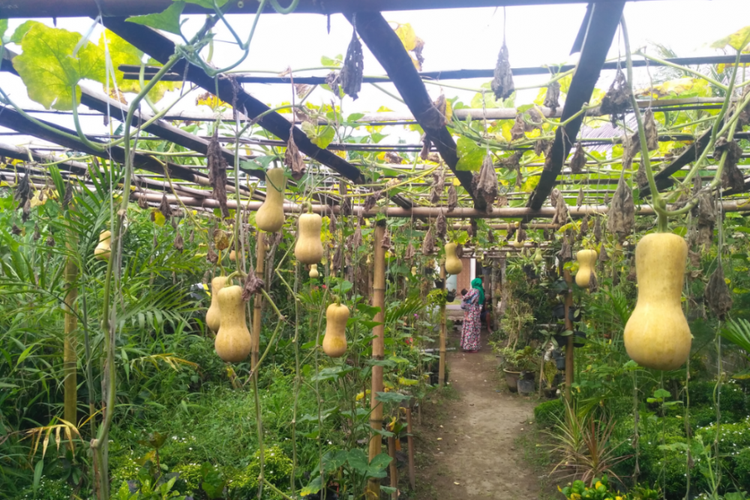 Salah satu kebun labu madu di Kampung Labu Madu, Desa Toyoresmi, Kabupaten Kediri, Jawa Timur.