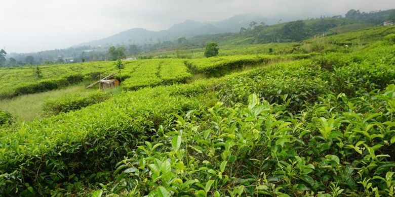 Agrowisata Ciater Tea Mountain 