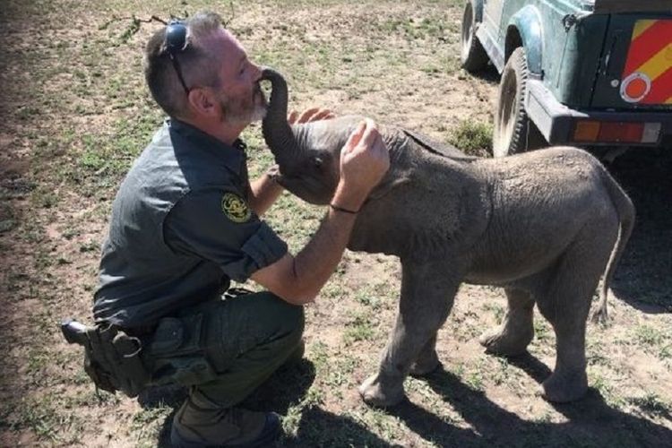 William Hofmeyr mencium anak gajah di Balai Konservasi Ollaro, Kenya. Dia terkena panah di bagian mulut dan sempat memburu pelakunya selama satu jam.