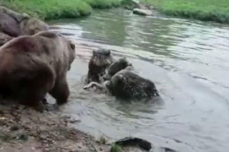 Sekelompok beruang memangsa seekor serigala di sebuah kebun binatang di Belanda.