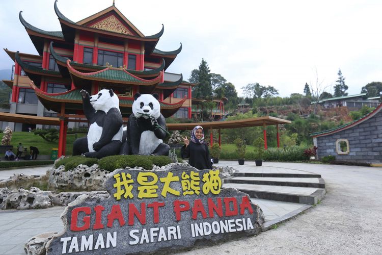 Seekor panda (Ailuropada melanoleuca) asal China diperlihatkan seusai proses karantina di Istana Panda Indonesia, Taman Safari Indonesia Bogor, Jawa Barat, Rabu (1/11/2017). Sepasang panda, Cai Tao (jantan) dan Hu Chun (betina) yang berasal dari pengembangbiakan di China Wildlife Conservation Association (CWCA) akan diperkenalkan untuk publik pada November 2017 ini