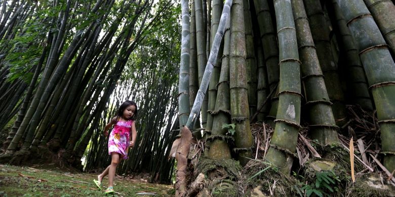 Pohon bambu raksasa (Dendrocalamus giganteus Munro) adalah salah satu tanaman koleksi Kebun Raya Bogor, Jawa Barat, Jumat (19/5/2017). Kebun botani yang digagas oleh Prof C.G.C Reinwardt seorang botanis berkebangsaan Jerman sebagai tempat penelitian ini genap berusia 200 tahun.