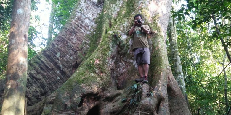 Batang pohon rengas berdiameter sekitar 3 meter masih ada di hutan Danau Masoraian, Kabupaten Kotawaringin Barat, Kalimantan Tengah, Minggu (1/4/2018). Pohon ini diperkirakan berusia lebih 100 tahun