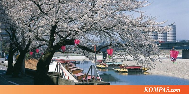 Menikmati Sakura dan Kue Khas Jepang di Prefektur Gifu