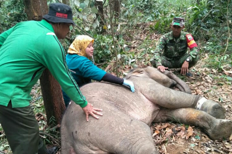 Petugas medis BBKSDA Riau Drh Rini Deswita melakukan pengobatan terhadap gajah yang terkena jeratan di kawasan PT RAPP Kabupaten Siak, Riau, Jumat (24/8/2018).